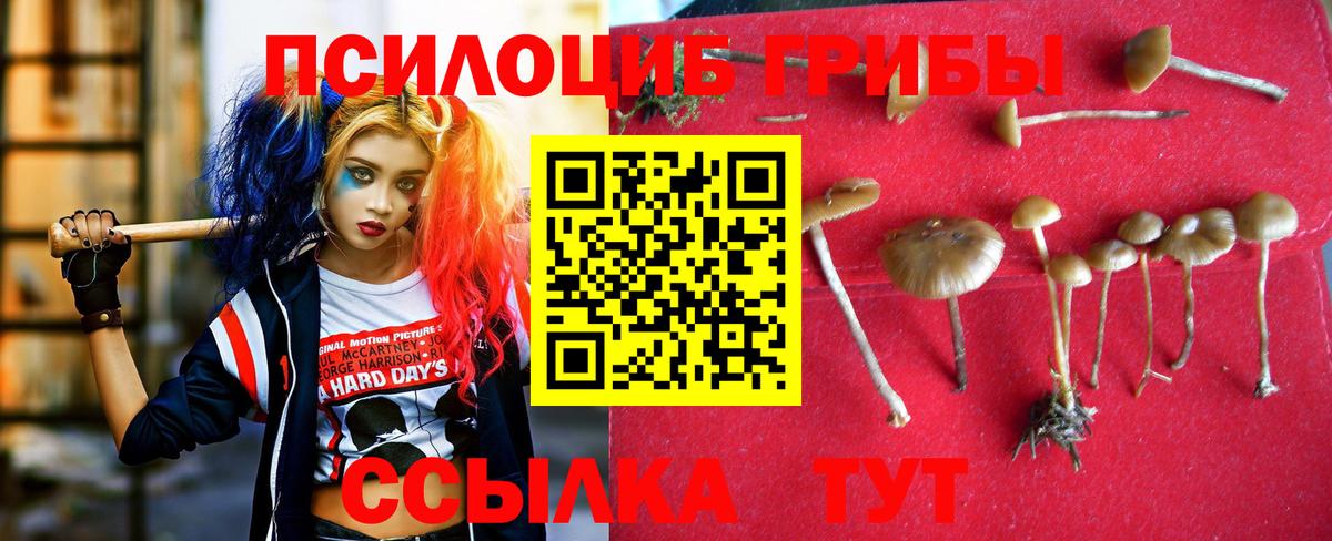 Псилоцибиновые грибы мицелий  Вход с VPN  Новоалександровск 